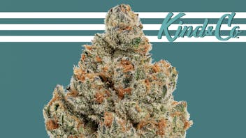 Kind & Co - Windham Hump Day Hustle