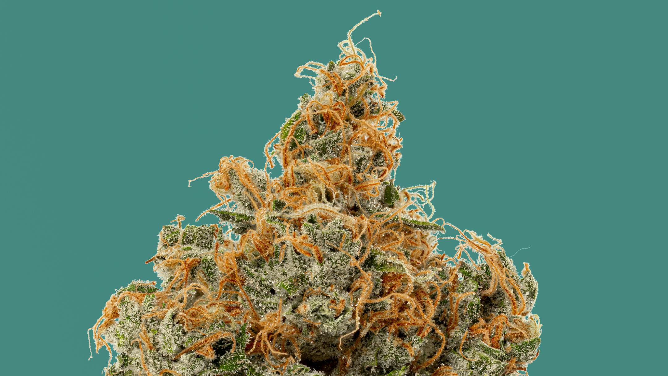 Kind & Co - Windham Safety Meeting Saturday