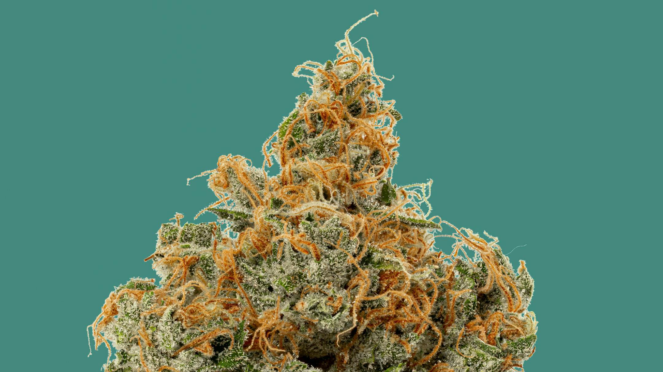 Kind & Co - Windham Safety Meeting Saturday