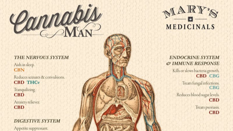 The Vault Woodland Hills Cannabis Man Sunday 10% Off