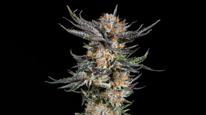 406 Farmacy Green Wednesday 15% OFF