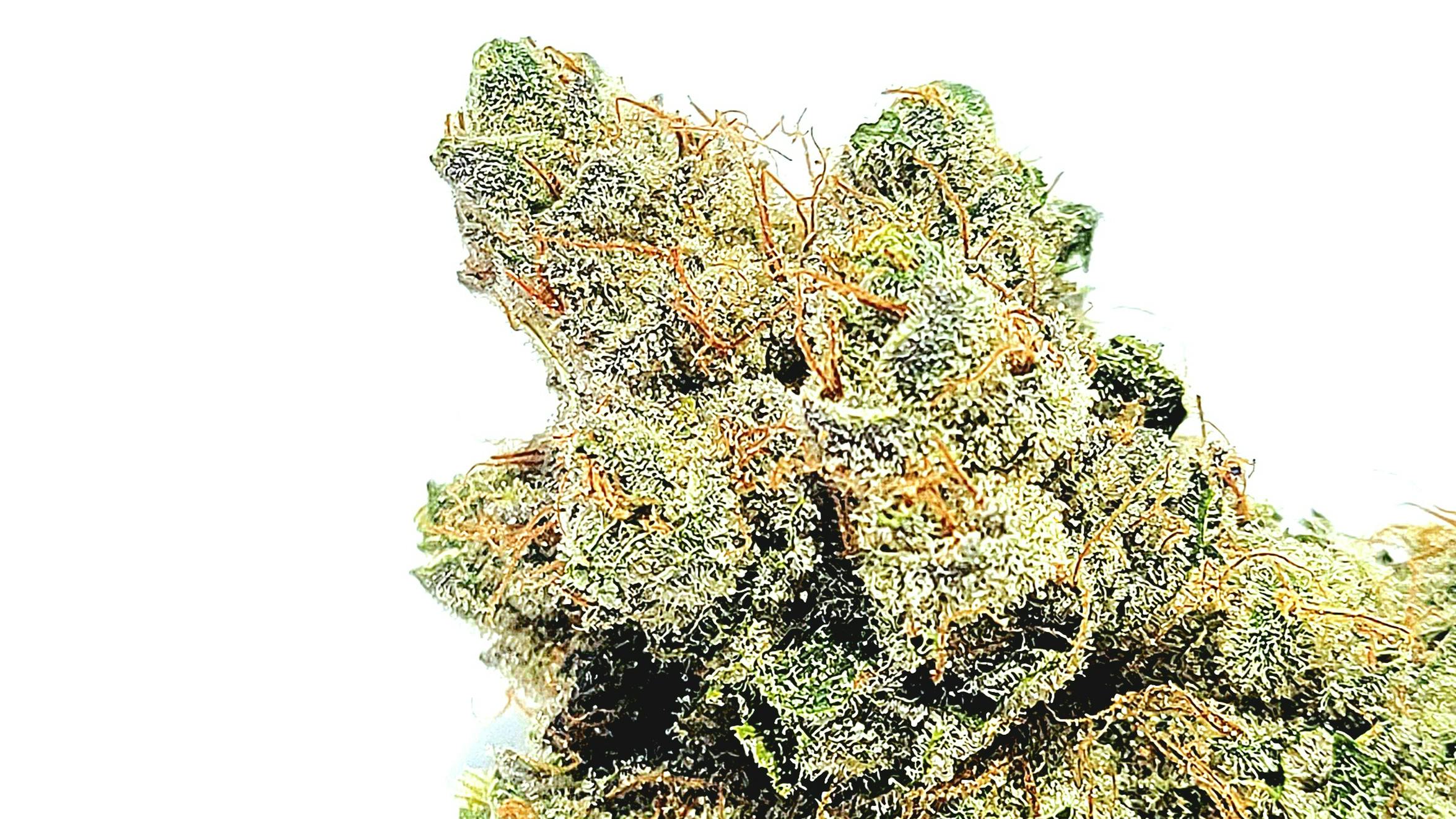 Evergreen Cannabis Co $99 OUNCES! Top Tier Flower! AAA+