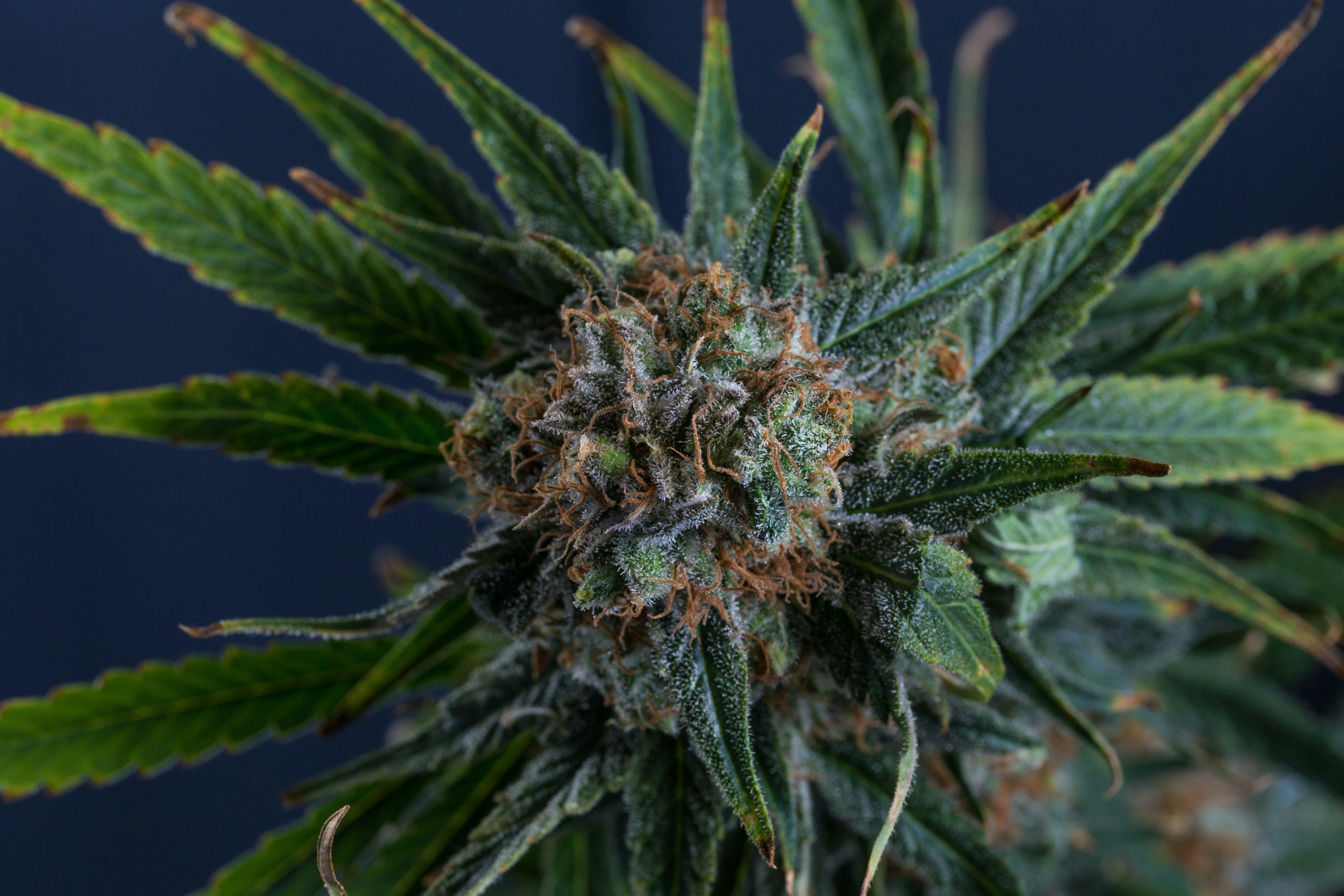 The Roots, Raspberry - Dispensary Listing - Photo 2