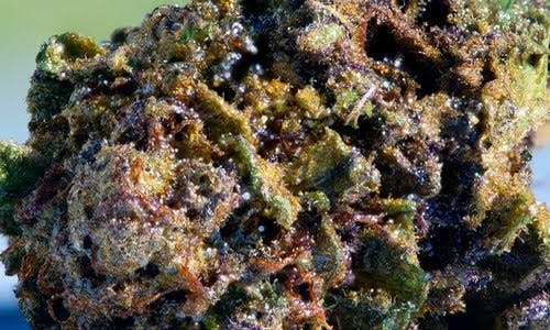 Trinidads Higher Calling U $15 GRAMS OF CAVIAR