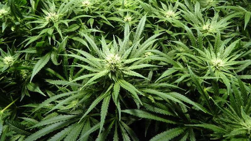 Cloudberry Cannabis 10% OFF SATIVA FLOWER