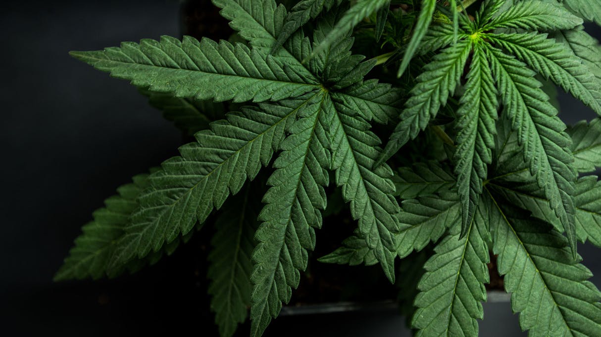 Rocky Farms Sunday – Choose Any Daily Special