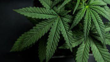 Rocky Farms Choose a daily special!