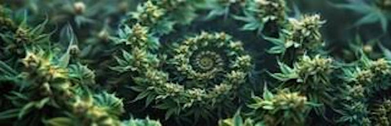 Kings of Canna WEEKEND SPECIALS