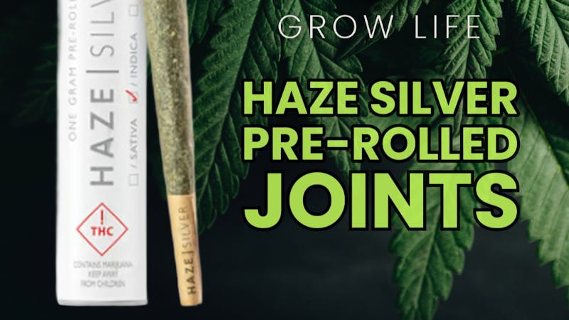 Grow Life $5 Haze Silver Joints Tax Included