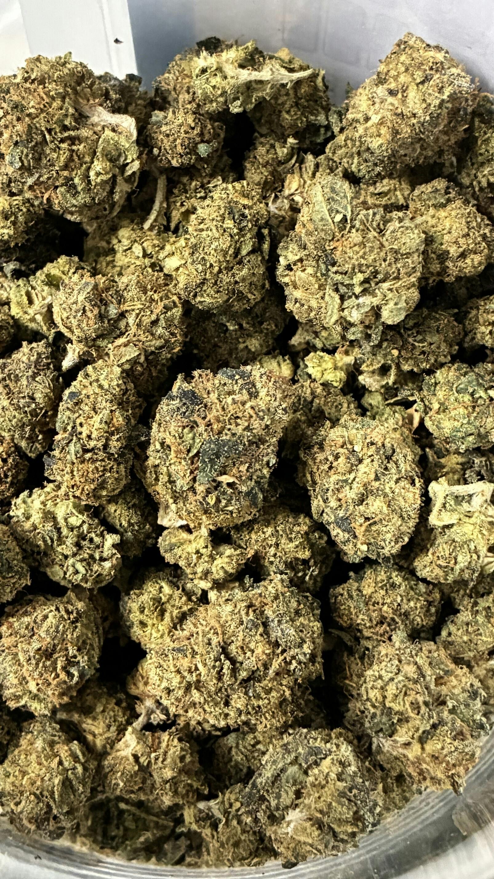 REC - Blue Zushi - PLATINUM SHELF