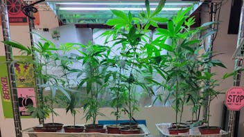 Trinidads Higher Calling U 20% OFF In-Stock Clones, while supplies last