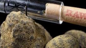 Trinidads Higher Calling U 20% OFF Kaviar Buds, Cones & 5-Packs