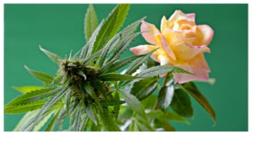 365 Recreational Cannabis - Seattle Canna Momma Relax? Happy Mothers Day 30% Off SALE