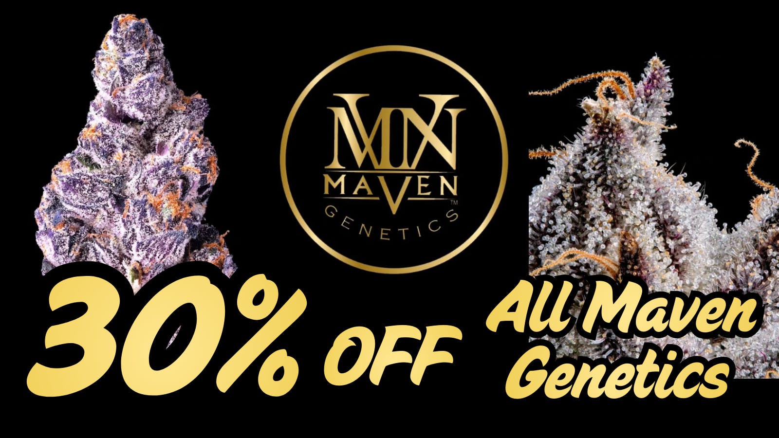 Hello Cannabis - Vista 30% Off ALL Maven Genetics