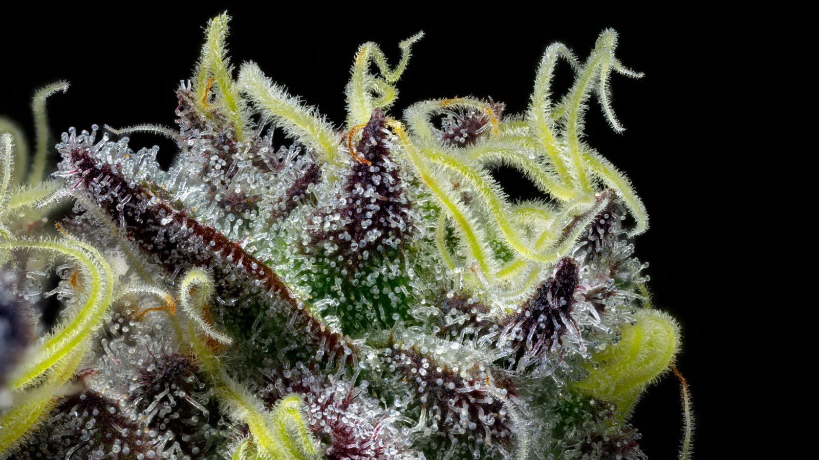 High Tide HALF OUNCES FOR $30 !!!