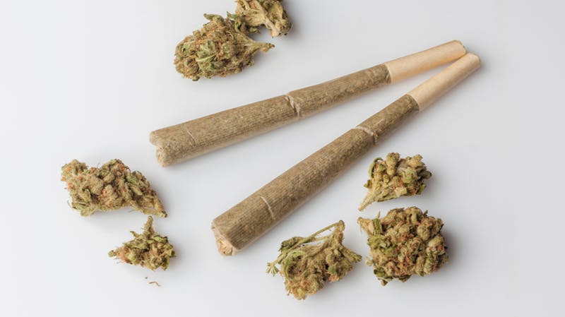 Treestar SUNDAZE - 10% off Pre-rolls!