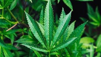 Central Maine Flower 15% OFF Flower & 25% OFF Prerolls!