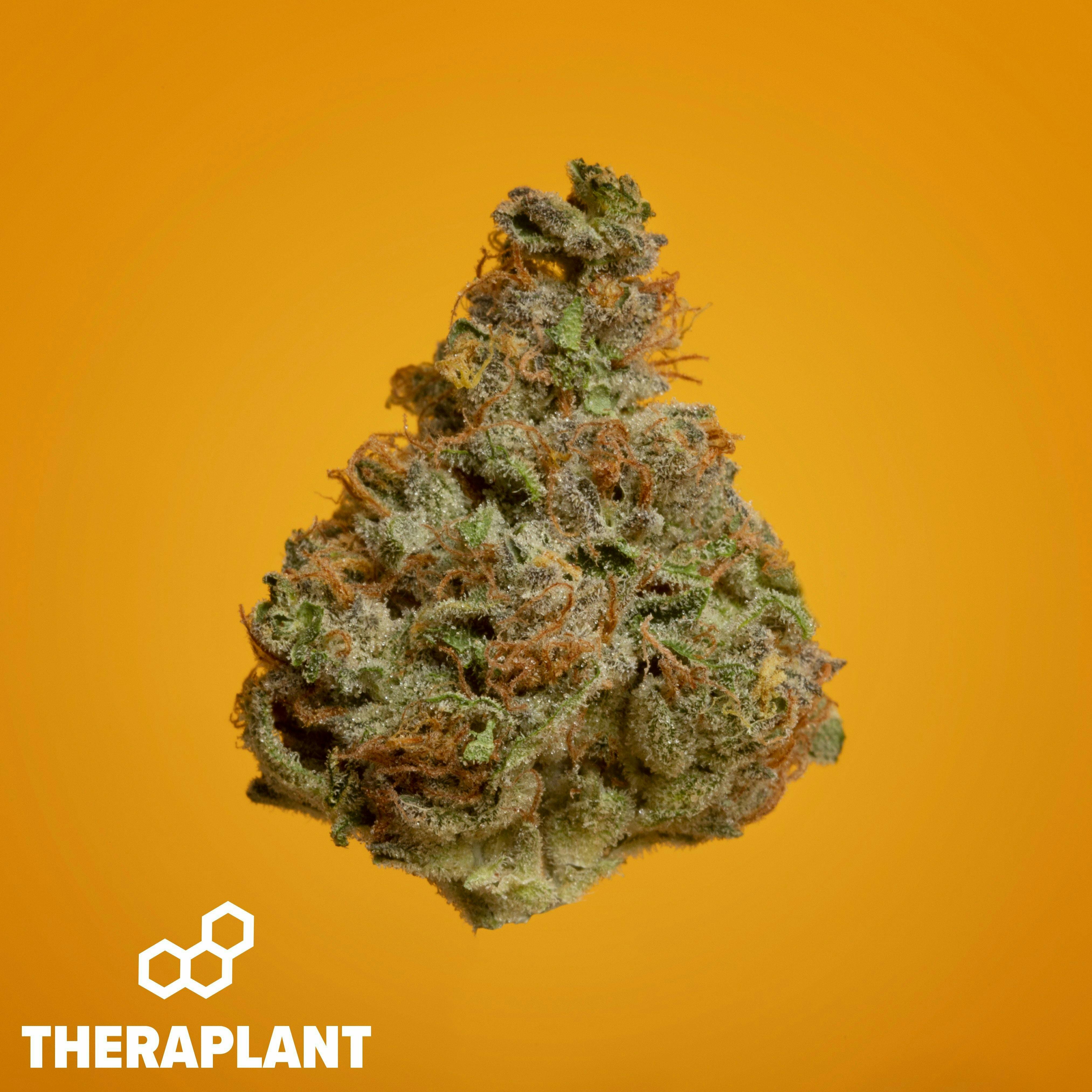 Aniva T26 10031 (Theraplant)