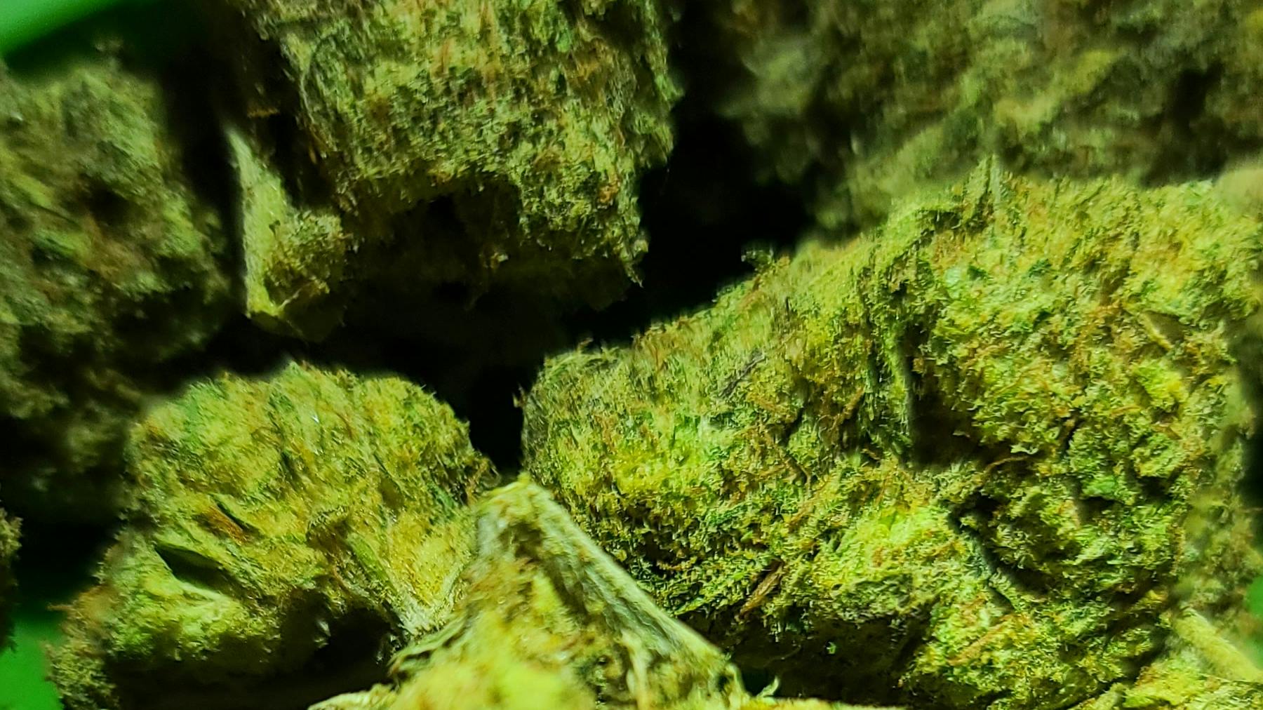 Houston Grass Station 60$ BULK BAG SALE! @HGS