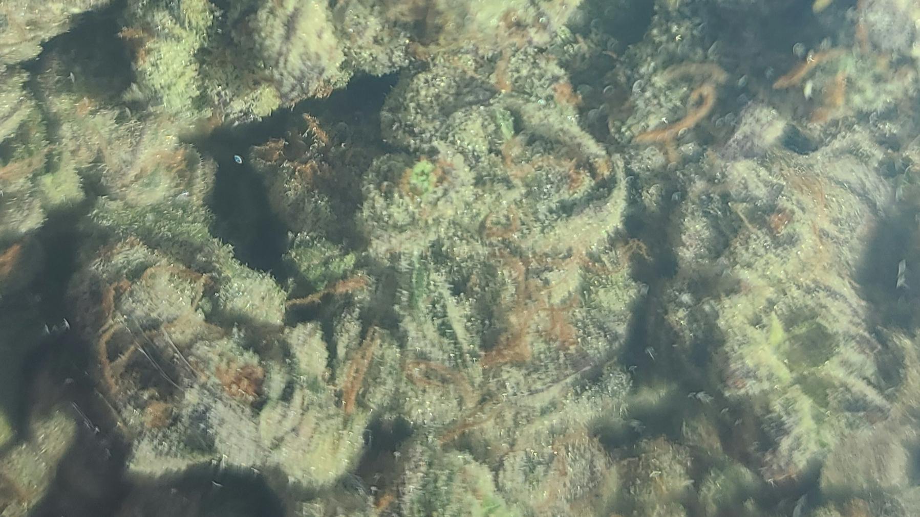 Houston Grass Station 60$ BULK BAG SALE! @HGS