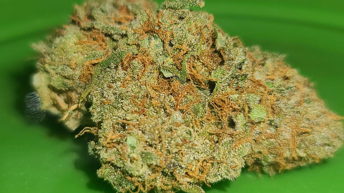 Houston Grass Station Matanuska Thunderfuck back in stock!