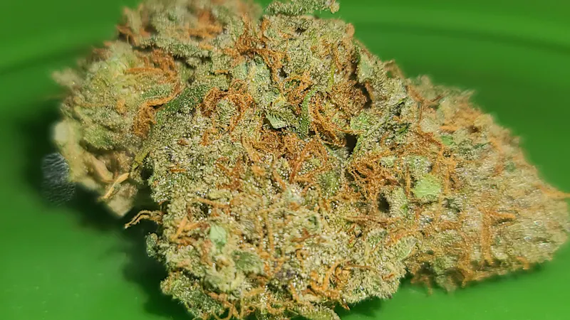 Houston Grass Station Matanuska Thunderfuck back in stock!