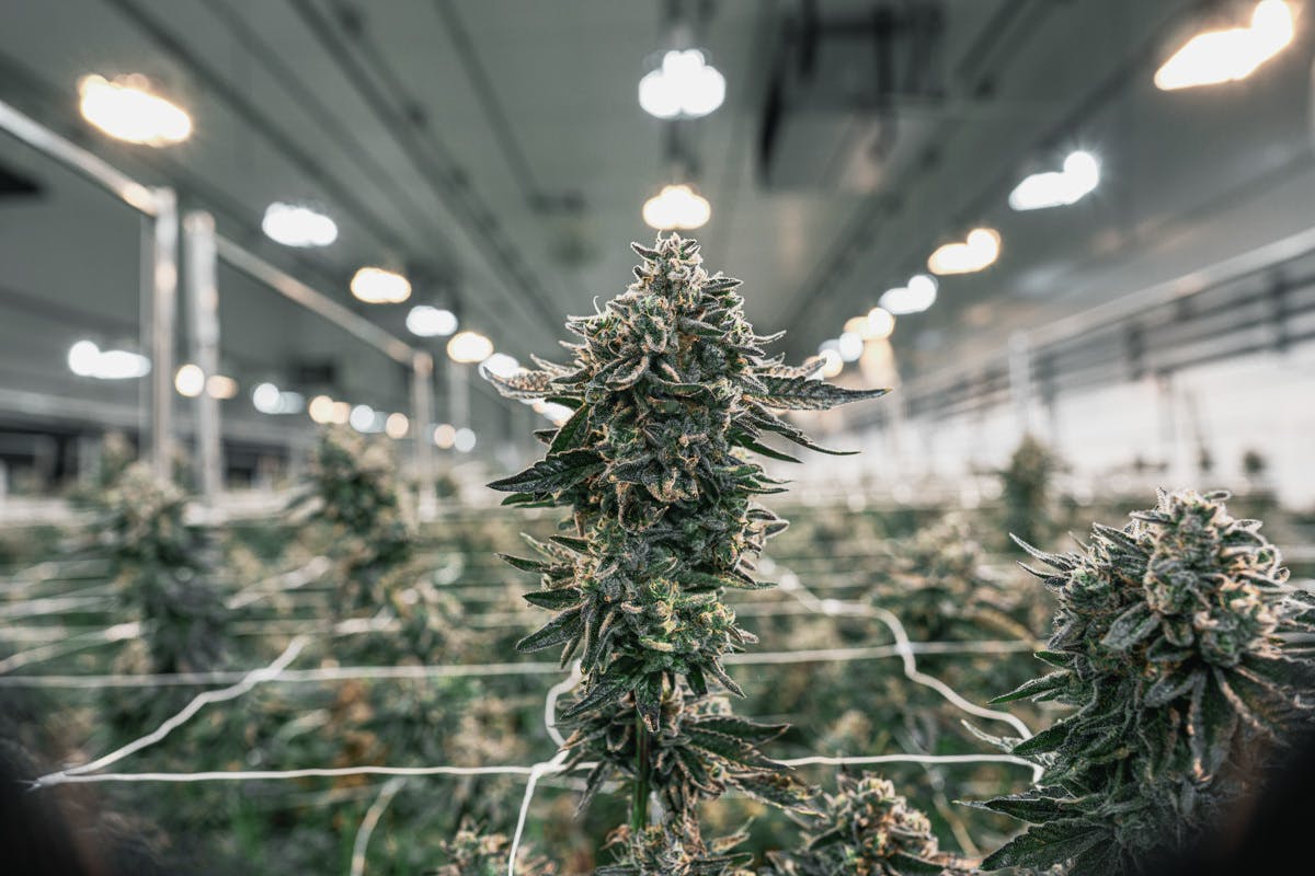 The Circle Delivery - Delivery Listing - Photo 2