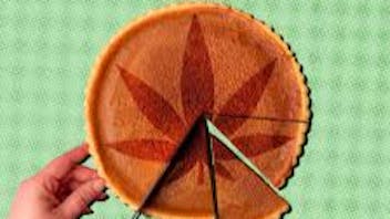 Fighting Flower !FLOWER FRIDAY! DON'T MISS OUT!