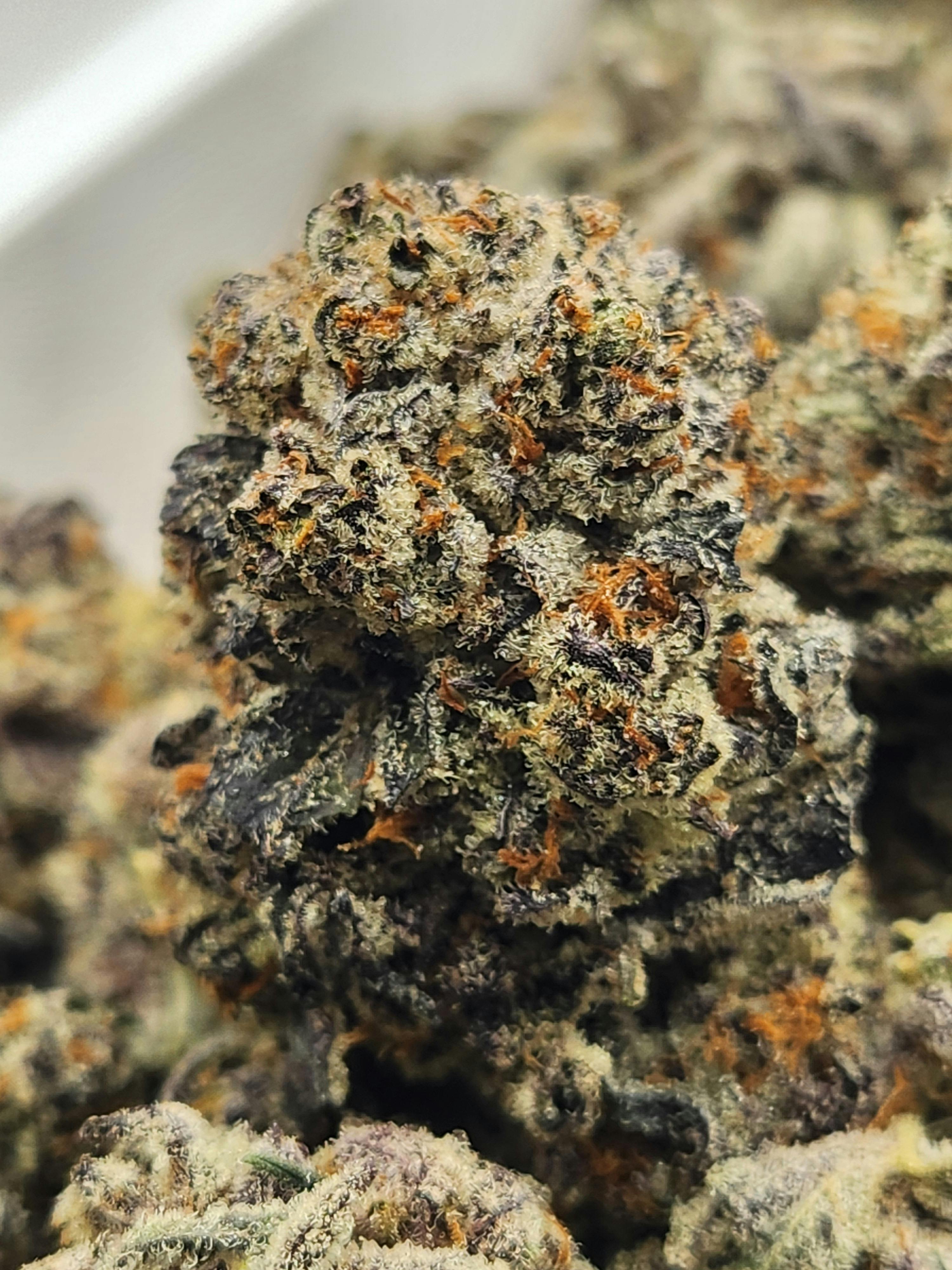 Dante's Inferno | Oreoz x Devil Driver | Indica