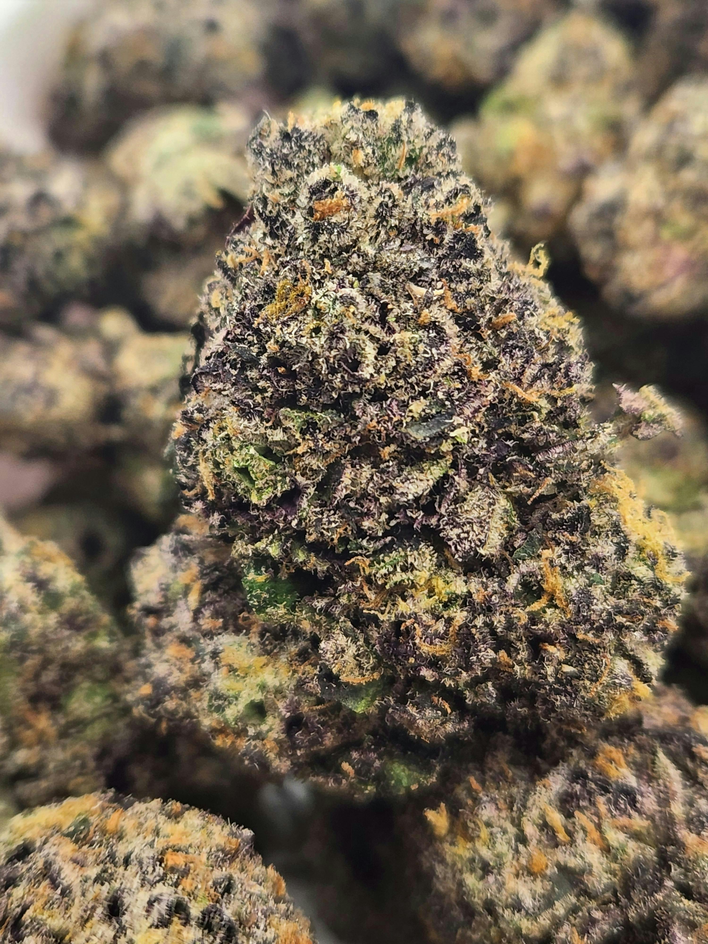 Permanent Marker | Biscotti x Sherb Bx x Jealousy | Hybrid