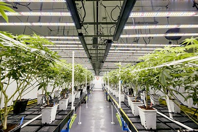 Vetted Cannabis - Dispensary Listing - Photo 1