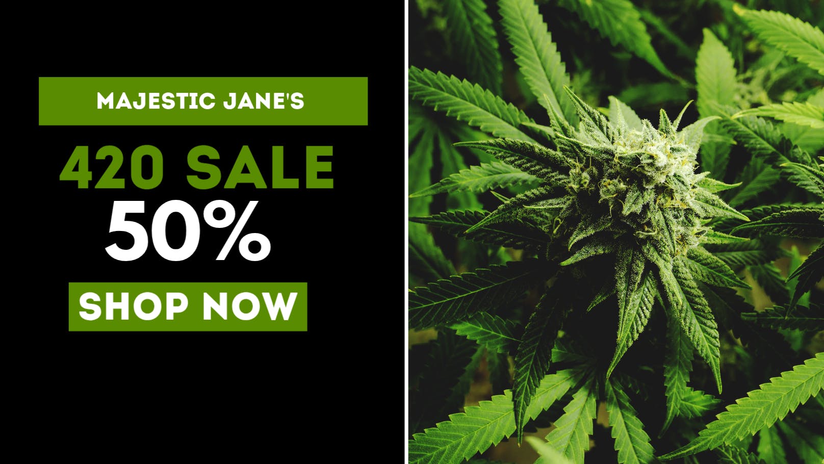 Majestic Jane 50% OFF 420 SPECIALS