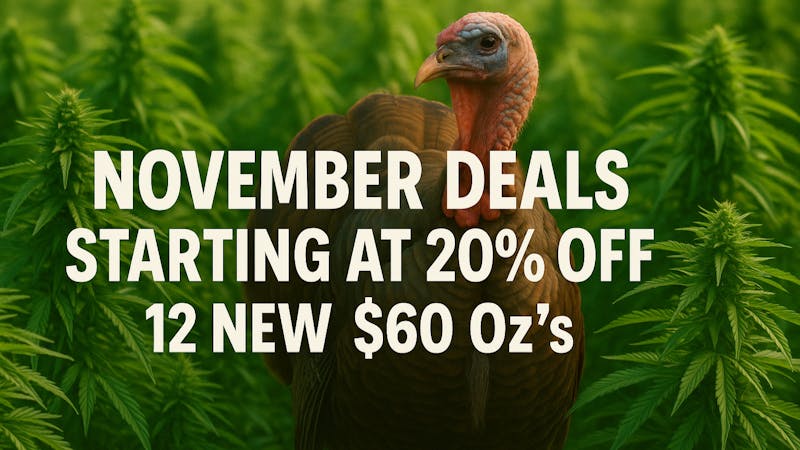 Speedy Janes November Deals!