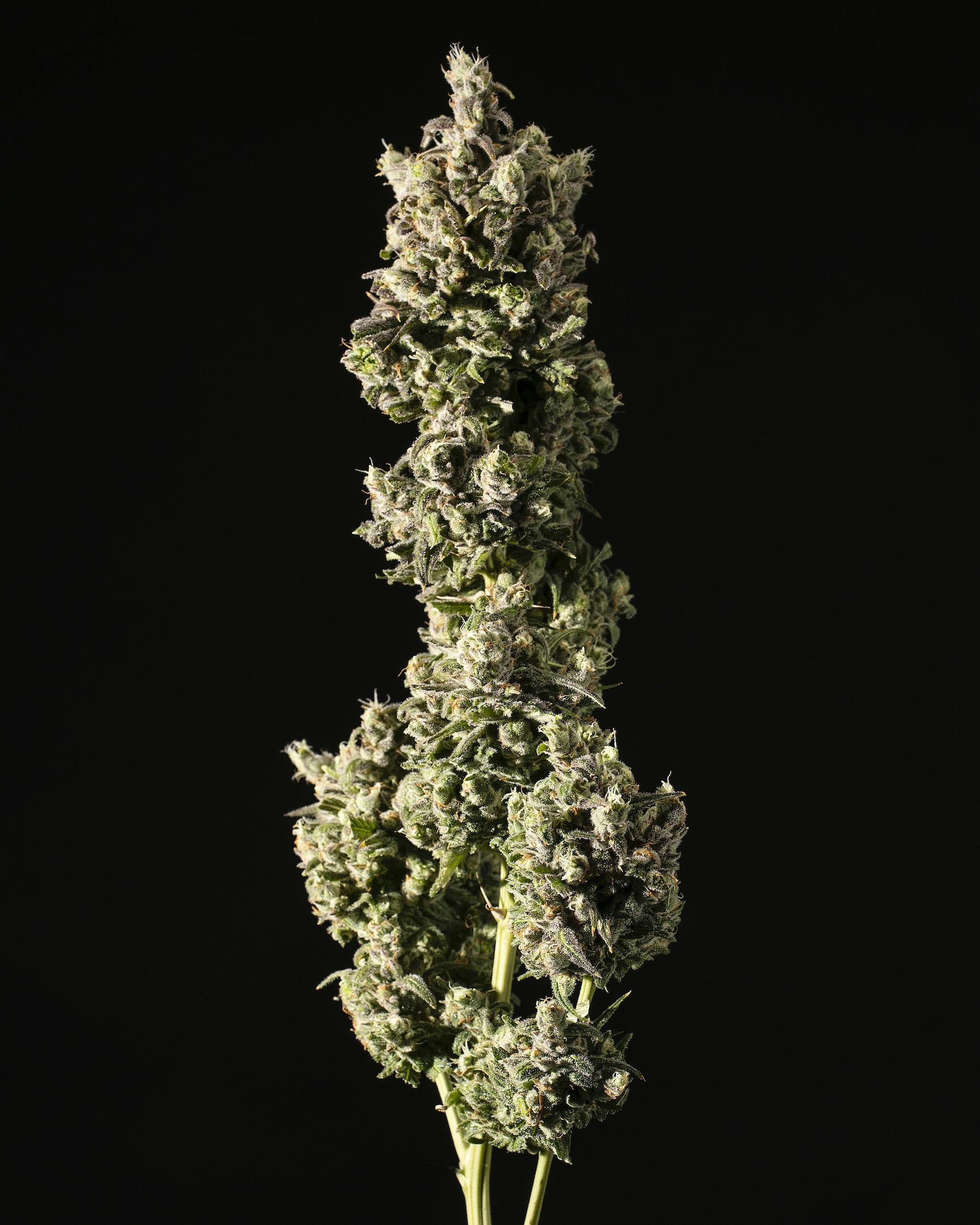 Tops Farm York - Dispensary Listing - Photo 3