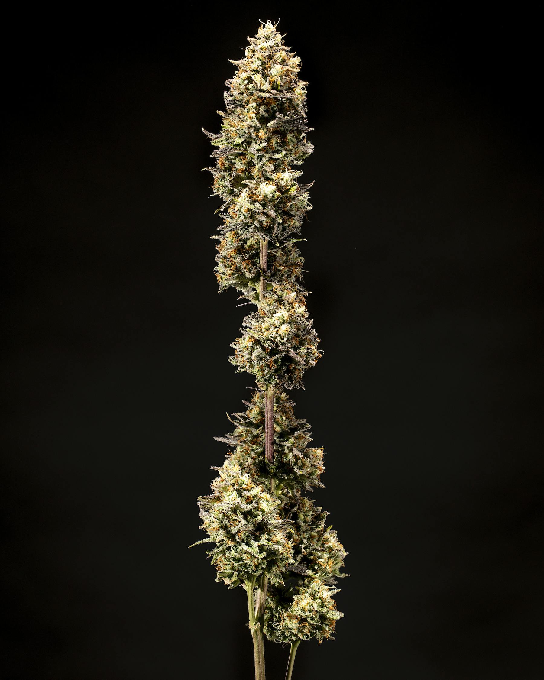 Tops Farm York - Dispensary Listing - Photo 2