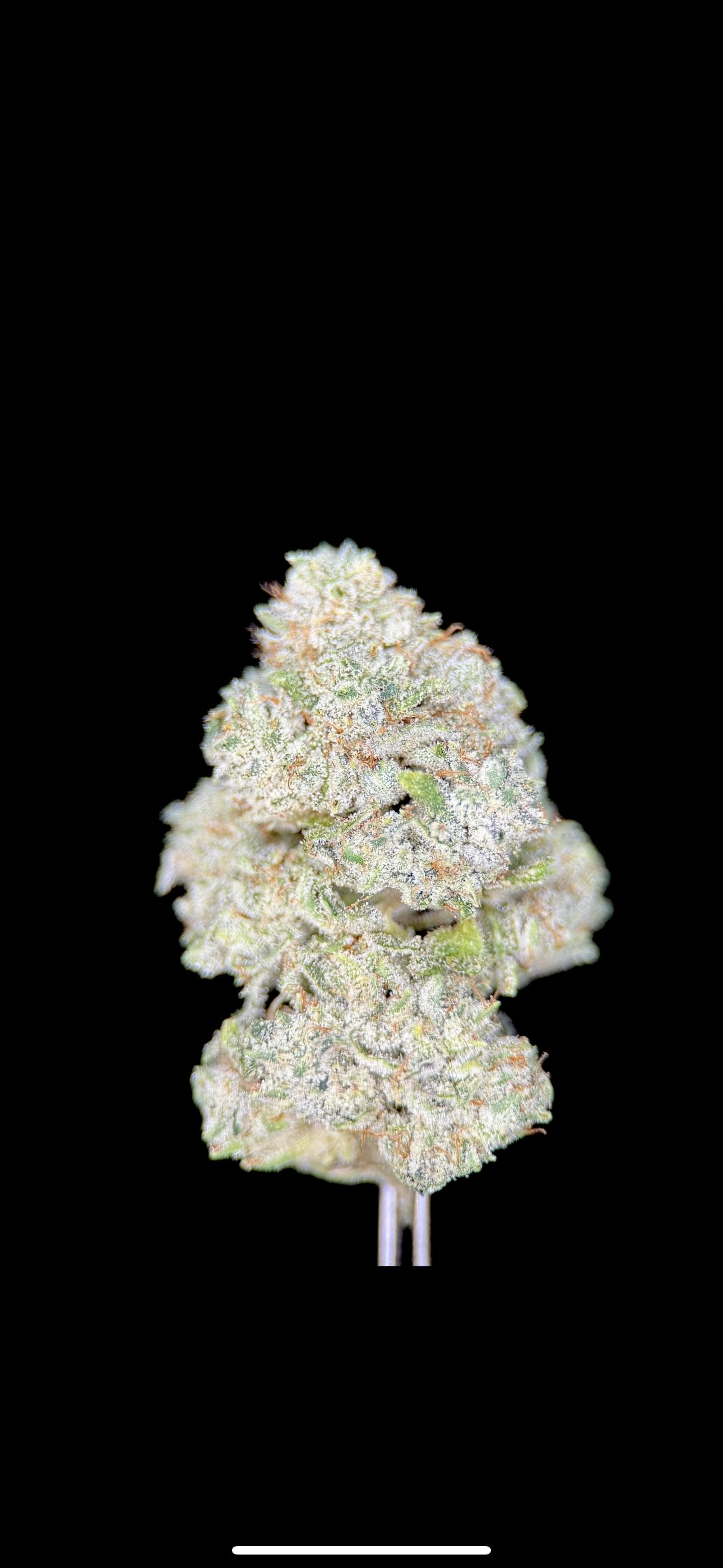 Rocky Mountain Medical - Gorilla Glue #4