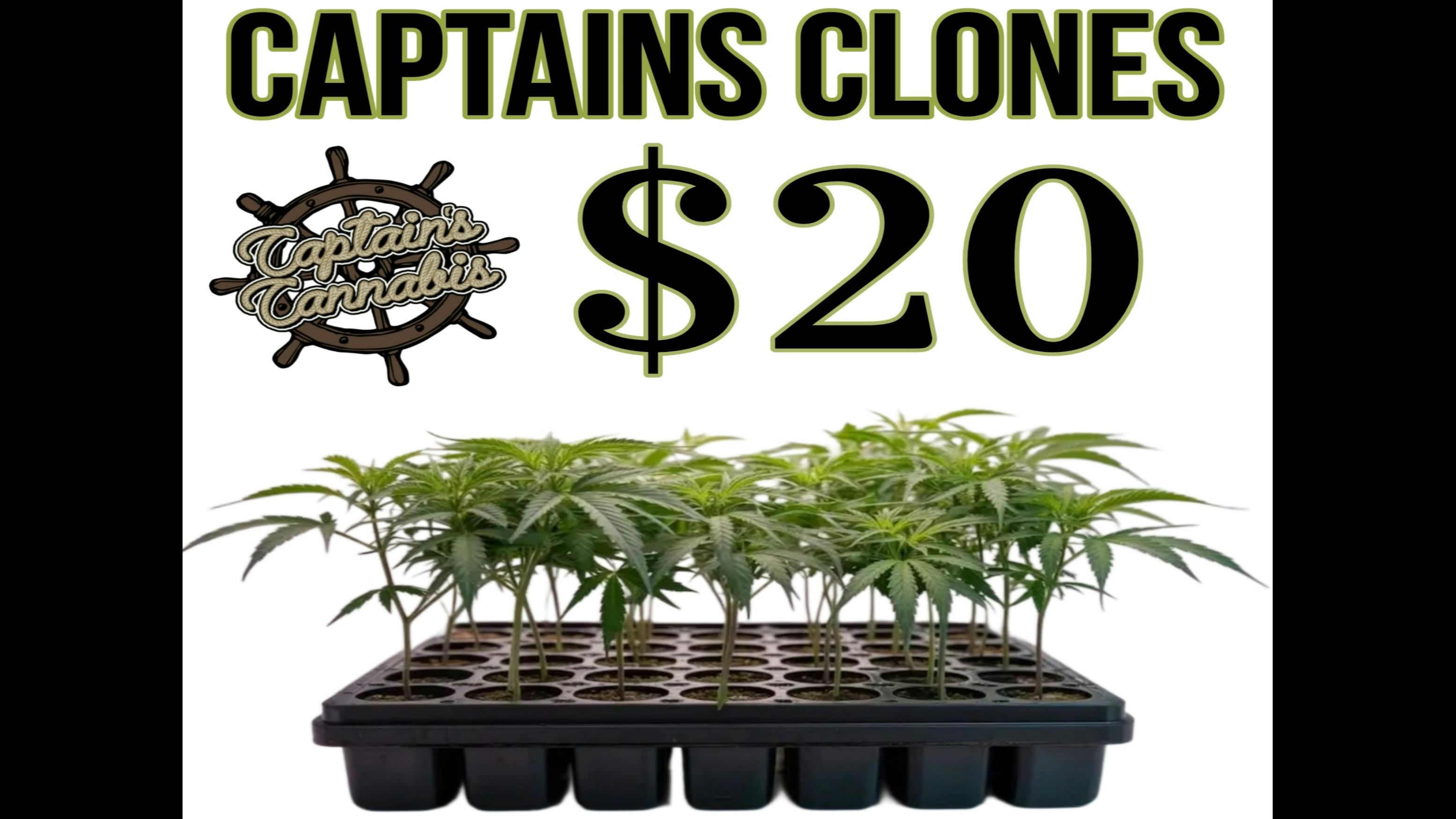 Captain's Cannabis - Sanford Captains Clones