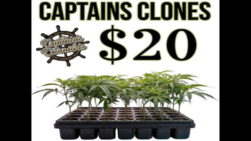 Captain's Cannabis - Sanford Captains Clones