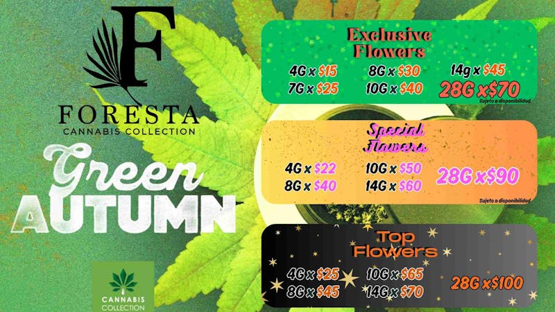 Foresta Cannabis Collection 🍃✨ Green Autumn llegó a Foresta ✨🍃
