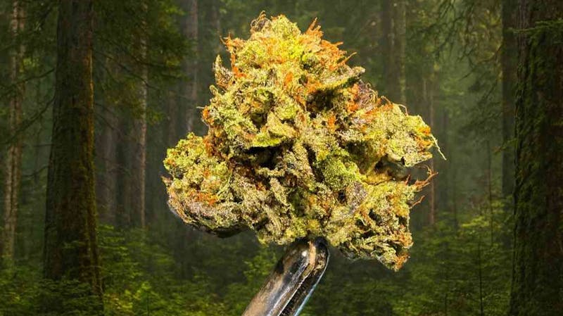 Foresta Cannabis Collection Zeta Sage Skunk 16.20% 28G POR $70