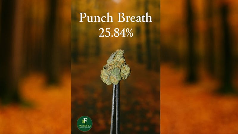 Foresta Cannabis Collection 💜 Punch Breath 25.84%
