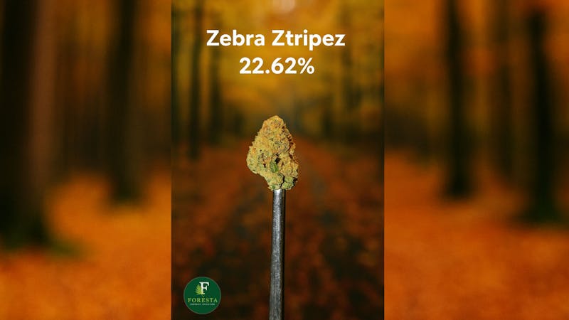 Foresta Cannabis Collection 🦓 Zebra Ztripez 22.62%