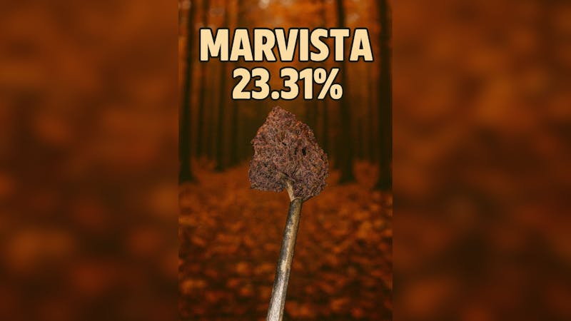 Foresta Cannabis Collection 🍁 MARVISTA 23.31%