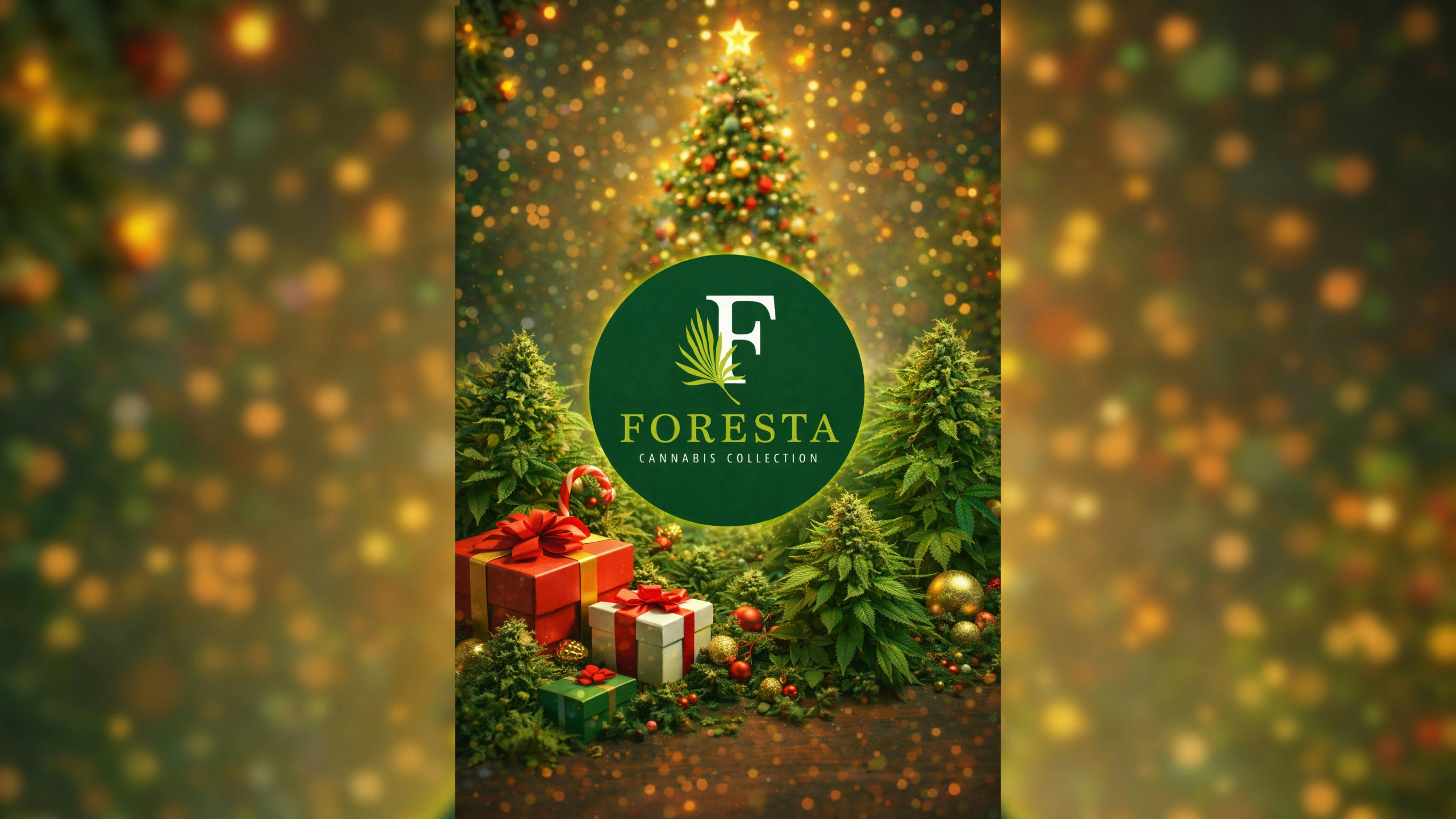 Foresta Cannabis Collection 🎄✨ MENSAJE DE NOCHE BUENA – FORESTA ✨🎄