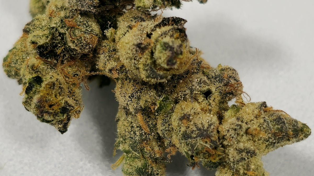 Holyoke Cannabis Dispensary – Holyoke 35%+ TAC Flower/PreRoll Options