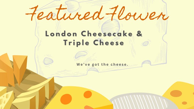 Prospect Hill Holistic (Pickup Available) THIS WEEK'S FEATURED FLOWER