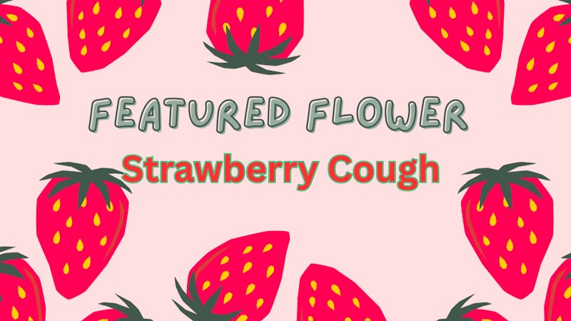 Prospect Hill Holistic (Pickup Available) THIS WEEK'S FEATURED FLOWER