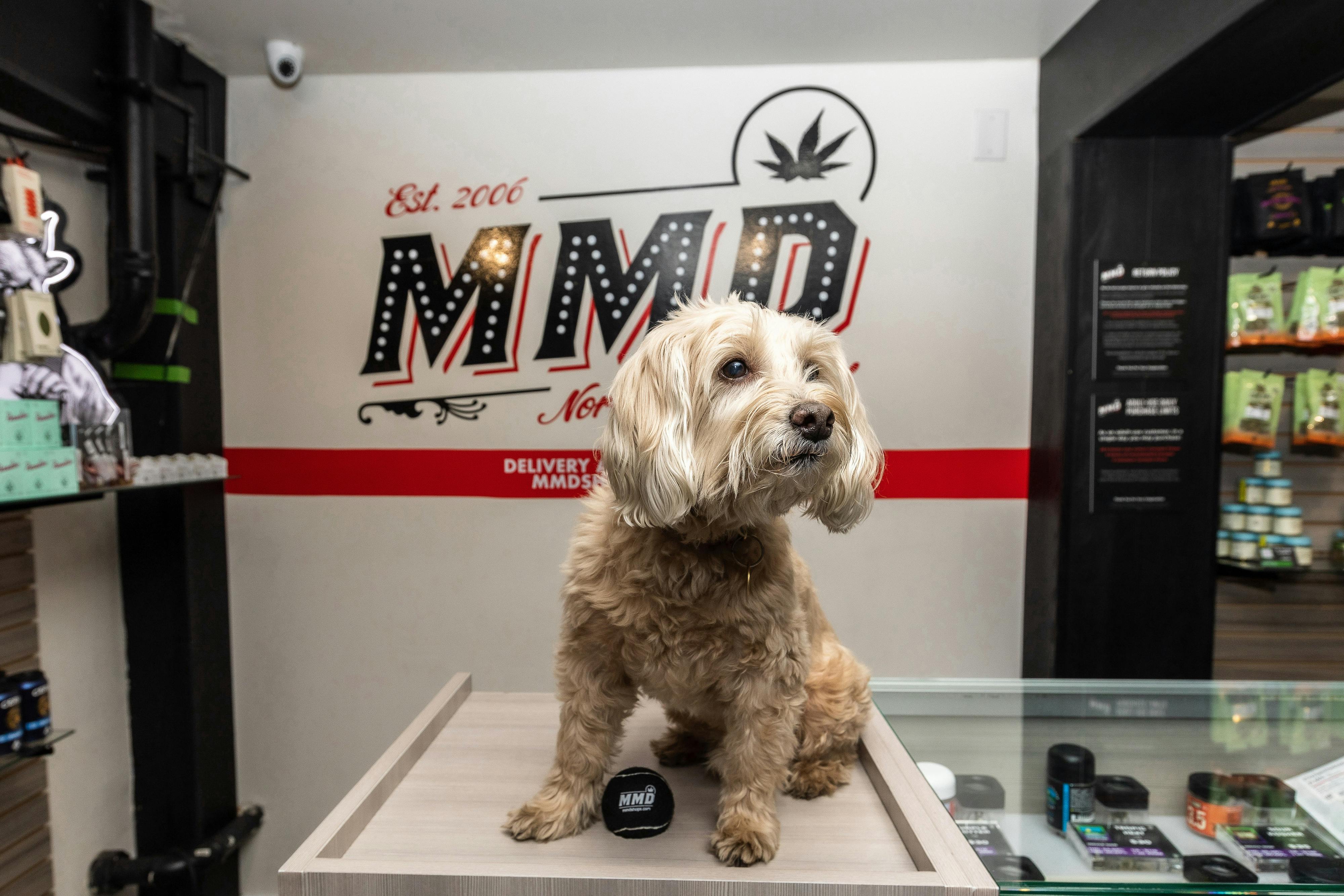 MMD - Hollywood - Delivery Listing - Photo 3