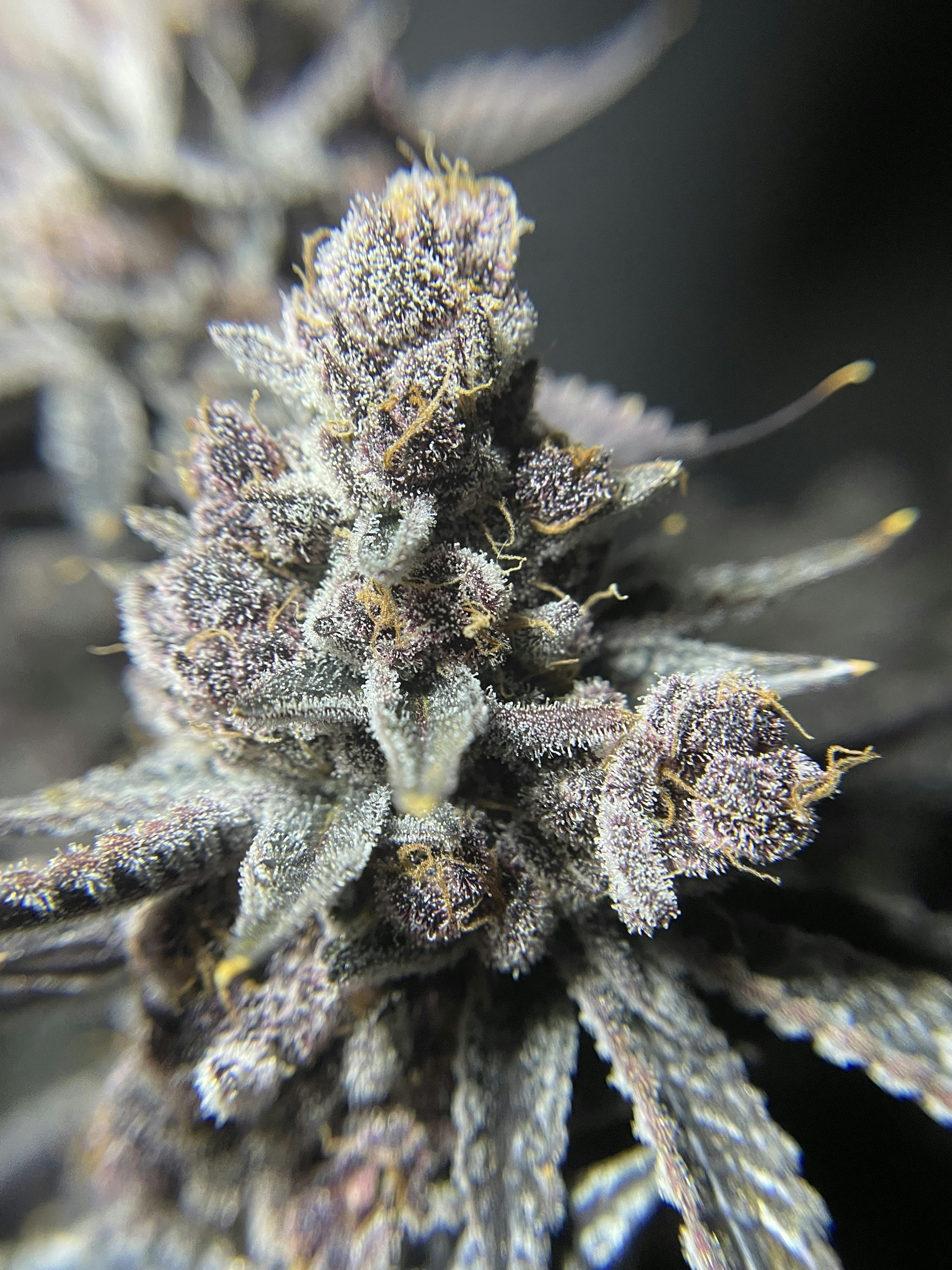 Twin Oaks Farm - Delivery Listing - Photo 3