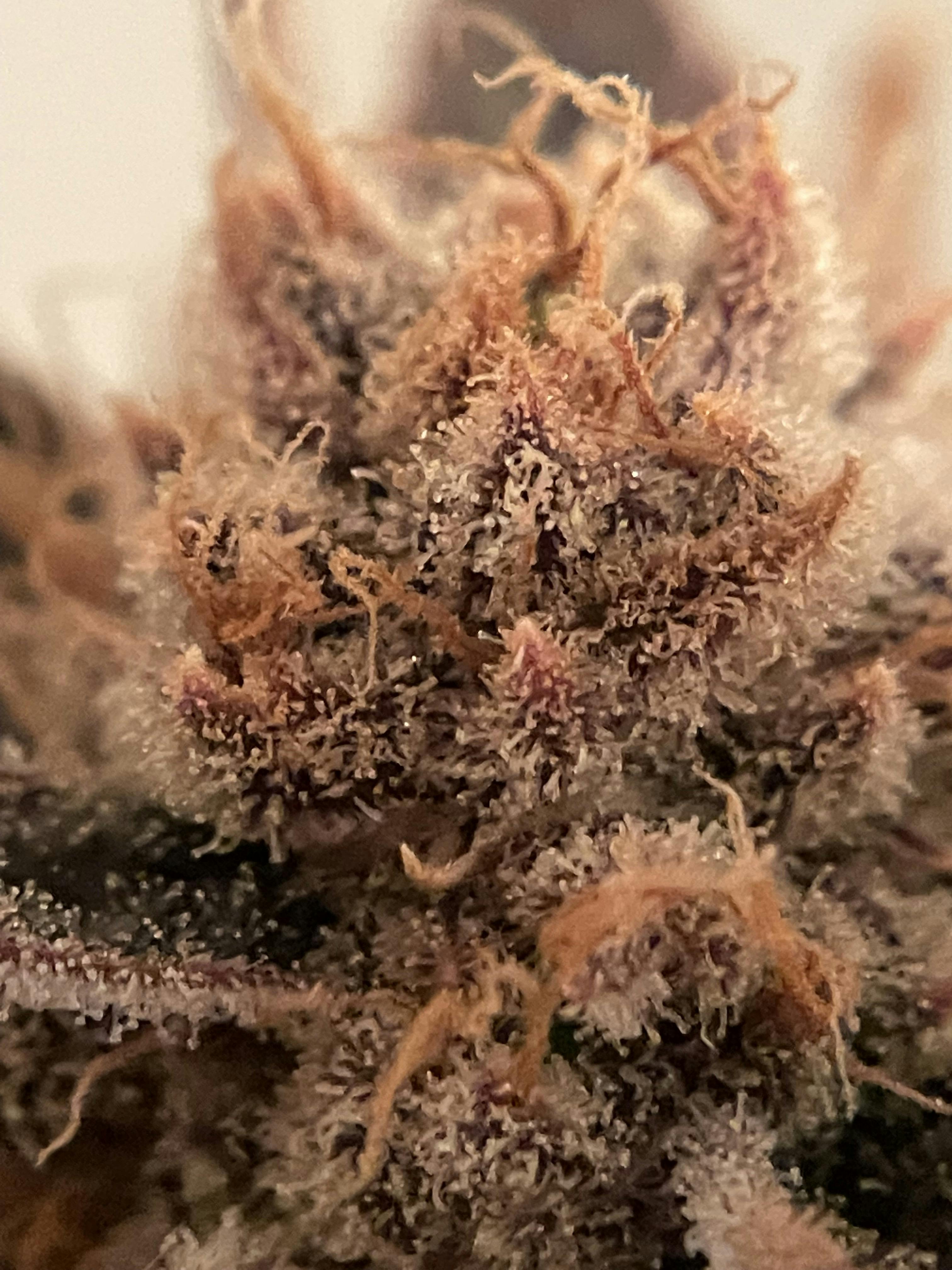 Twin Oaks Farm - Delivery Listing - Photo 1